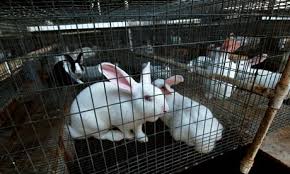 rabbit farm